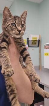 Lucy -  Domestic Short Hair Cat for Adoption in Athens, Tennessee - Lucy | PetCurious