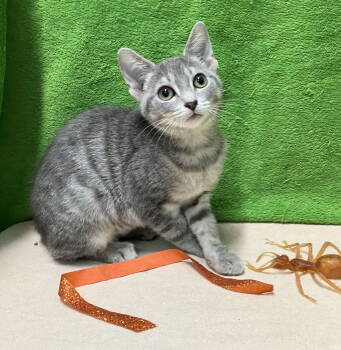 Rescue Tabby and Domestic Short Hair Cats for Adoption in Dublin, Ohio - Porsche | PetCurious