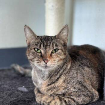 Domestic Short Hair Cats Available for Adoption - Peggy Fleming | PetCurious