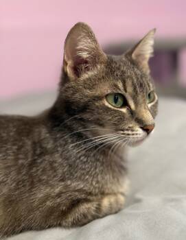 Rescue Domestic Short Hair Cats for Adoption in Minneapolis, Minnesota - Olive | PetCurious