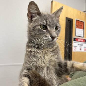 Domestic Short Hair Cats Available for Adoption in Columbiana, Alabama - HollyHock | PetCurious