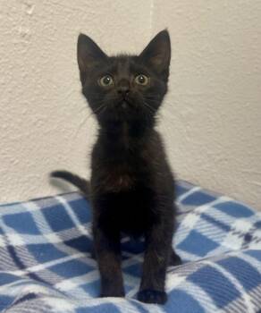 Domestic Short Hair Cats Available for Adoption in Jamestown, California - Damon | PetCurious