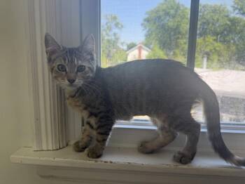 Domestic Short Hair Cats Available for Adoption in Wheaton, Illinois - Graham Cracker | PetCurious