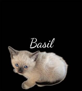 Basil -  Domestic Short Hair and Snowshoe Cat for Adoption in Auburn, California - Basil | PetCurious