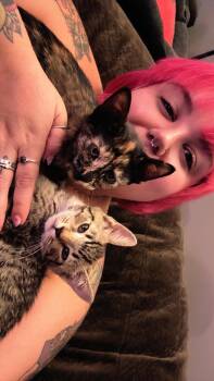 Anchor -  Domestic Short Hair Cat for Adoption in Cleveland, Ohio - Anchor | PetCurious