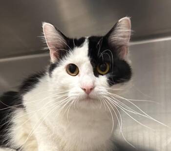 Domestic Medium Hair Cats Available for Adoption in Des Moines, Iowa - Ray Ray | PetCurious