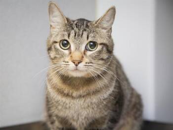 Domestic Short Hair Cats Available for Adoption in Phoenix, Arizona - BUNNY | PetCurious