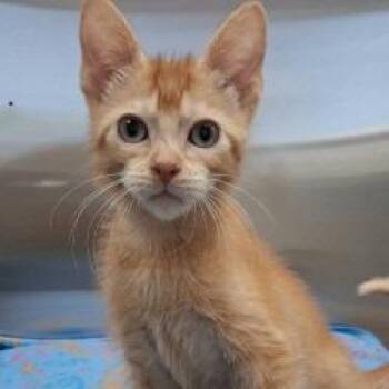 Sega -  Domestic Short Hair Cat for Adoption in Bullhead City, Arizona - Sega | PetCurious