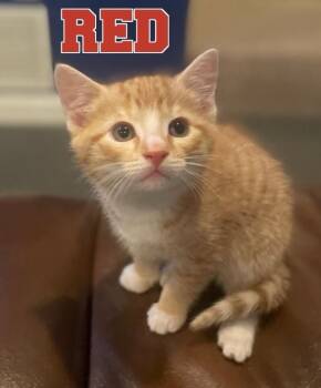 American Shorthair Cats Available for Adoption in Billerica, Massachusetts - Red | PetCurious