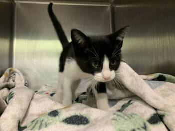 Domestic Short Hair Cats Available for Adoption in Grand Prairie, Texas - SNOW WHITE | PetCurious