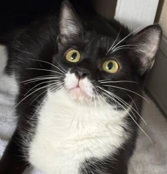 Cessna -  Domestic Short Hair Cat for Adoption in Honolulu, Hawaii - Cessna | PetCurious