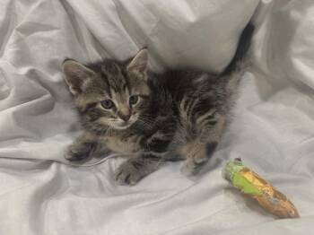 Tabby Cats Available for Adoption in Bayonne, New Jersey - Pearl | PetCurious