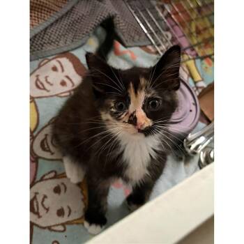 Zebra Shark 12 -  Domestic Short Hair Cat for Adoption in Austin, Texas - Zebra Shark 12 | PetCurious