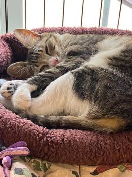 Marilyn Monroe -  Domestic Short Hair Cat for Adoption in Lunenburg, Massachusetts - Marilyn Monroe | PetCurious