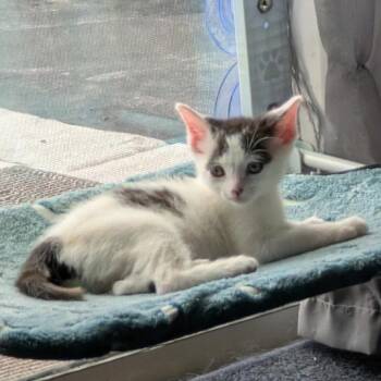 Poptart (Pink Collar) 29752 -  Domestic Short Hair Cat for Adoption in Middleburg, Florida - Poptart (Pink Collar) 29752 | PetCurious