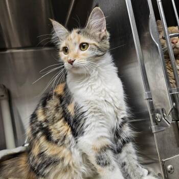 Calico and Domestic Medium Hair Cats Available for Adoption in Bluffton, Indiana - Pixie | PetCurious