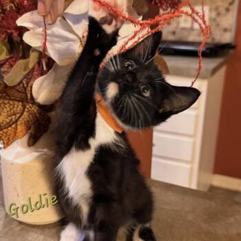 Goldie -  Domestic Short Hair Cat for Adoption in Bentonville, Arkansas - Goldie | PetCurious