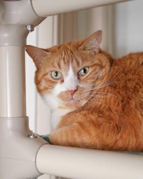 Domestic Short Hair Cats Available for Adoption in Boise, Idaho - Dopey | PetCurious