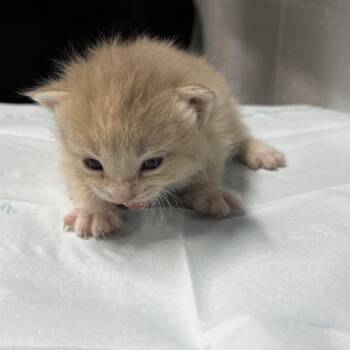 Guppy -  Domestic Short Hair Cat for Adoption in Summerville, South Carolina - Guppy | PetCurious