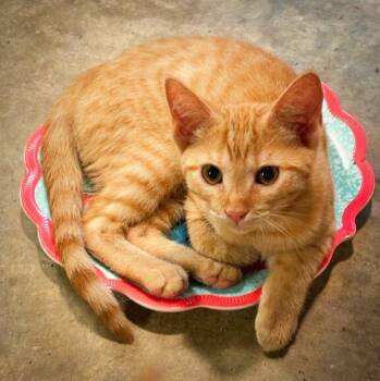 Ginger -  Domestic Short Hair and American Shorthair Cat for Adoption in Holly Springs, Mississippi - Ginger | PetCurious
