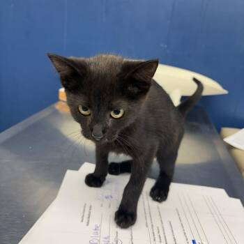 Blake -  Domestic Short Hair Cat for Adoption in Summerlee, West Virginia - Blake | PetCurious