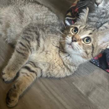 Rescue Tabby Cats for Adoption in Andover, Minnesota - Stanley- Bonded/Sibling To Stewy | PetCurious