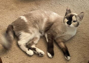 Rescue Siamese Cats for Adoption in Broomall, Pennsylvania - Mary's Jade | PetCurious