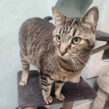 Tabby Cats Available for Adoption in Hopkinsville, Kentucky - Loyd | PetCurious