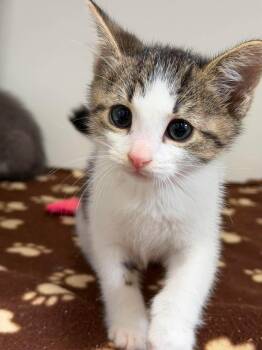 Lucia -  Domestic Short Hair Cat for Adoption in Othello, Washington - Lucia | PetCurious
