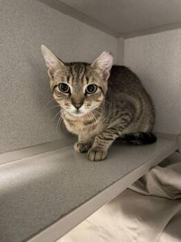 Domestic Short Hair Cats Available for Adoption in Quakertown, Pennsylvania - Pop | PetCurious