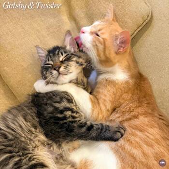 Gatsby -  Domestic Long Hair Cat for Adoption in Hopkinton, Massachusetts - Gatsby | PetCurious