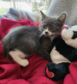 Tinker -  Domestic Short Hair Cat for Adoption in Alvin, Texas - Tinker | PetCurious