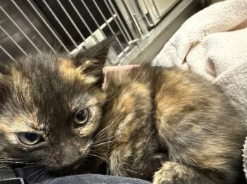 A883550 -  Domestic Short Hair Cat for Adoption in Camarillo, California - A883550 | PetCurious