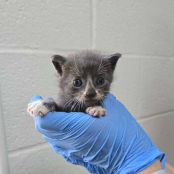 Courtney 1 -  Domestic Short Hair Cat for Adoption in Harrisonburg, Virginia - Courtney 1 | PetCurious