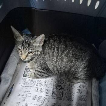 Pajamas -  Domestic Short Hair Cat for Adoption in Keansburg, New Jersey - Pajamas | PetCurious
