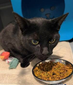 FRANK -  Domestic Short Hair Cat for Adoption in Leesburg, Virginia - FRANK | PetCurious