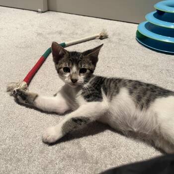 Mouse -  Domestic Short Hair Cat for Adoption in Portland, Oregon - Mouse | PetCurious