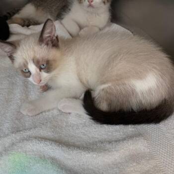 Ivy -  Domestic Short Hair Cat for Adoption in Council Bluffs, Iowa - Ivy | PetCurious