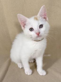 Zoe -  Domestic Short Hair Cat for Adoption in Minneapolis, Minnesota - Zoe | PetCurious