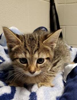 Starburst -  Domestic Short Hair Cat for Adoption in Fairfax, Virginia - Starburst | PetCurious