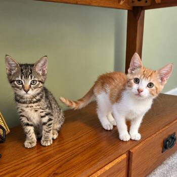 Pancake -  Domestic Short Hair Cat for Adoption in Silver Spring, Maryland - Pancake | PetCurious