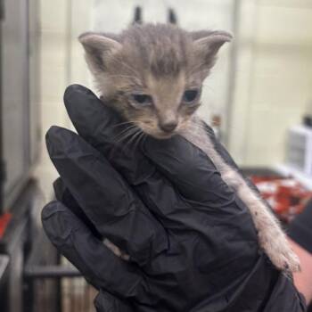 Malva -  Domestic Medium Hair Cat for Adoption in Rockport, Texas - Malva | PetCurious