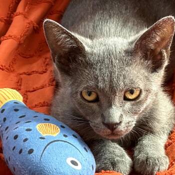 Tito -  Domestic Short Hair Cat for Adoption in Los Angeles, California - Tito | PetCurious