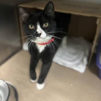 Domestic Short Hair Cats Available for Adoption in Westhampton, New York - Sofi | PetCurious