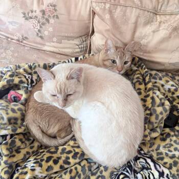 Harpo -  Domestic Short Hair Cat for Adoption in Chicago, Illinois - Harpo | PetCurious