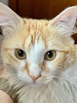 Rescue Domestic Medium Hair Cats for Adoption in Anoka, Minnesota - Maximus Aka "Max" | PetCurious