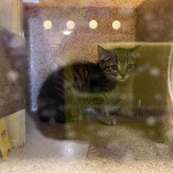 Tiny Tim -  Domestic Short Hair Cat for Adoption in Pasadena, California - Tiny Tim | PetCurious