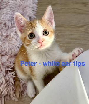 Peter Brady -  Domestic Short Hair Cat for Adoption in Montclair, New Jersey - Peter Brady | PetCurious