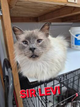 Himalayan Cats Available for Adoption in Rome, Georgia - Sir Levi | PetCurious