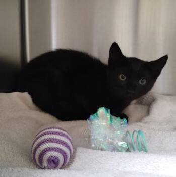 RIDDLE -  Domestic Short Hair Cat for Adoption in Alameda, California - RIDDLE | PetCurious